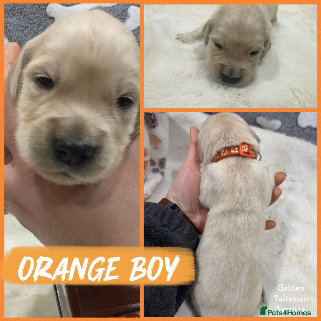 Golden Retriever dogs for sale: 35 GEN Champion Bloodline, Mum a Therapy Dog - Advert 8