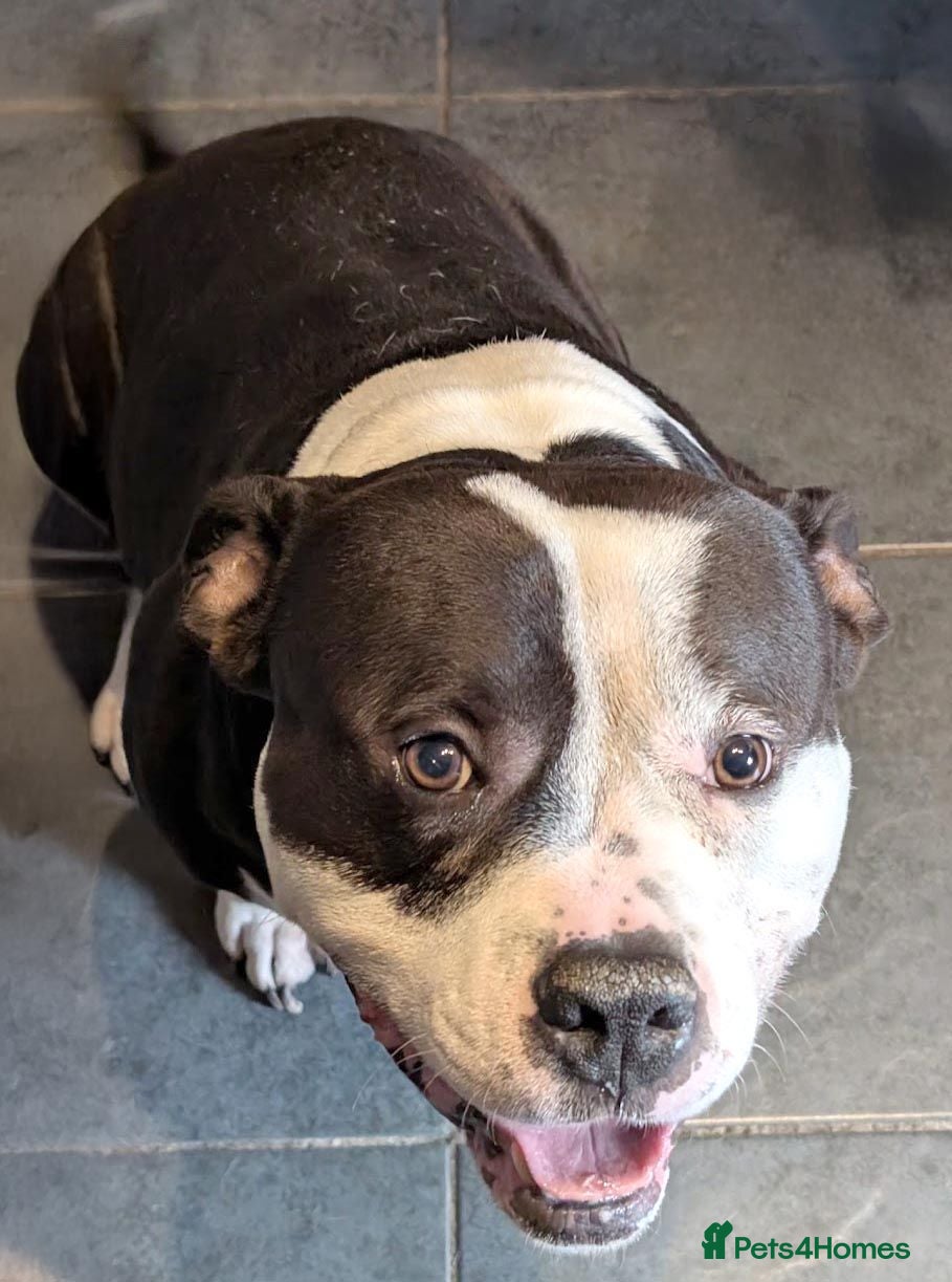 Mixed Breed dogs Friendly 8 y/o bully cross, superb with children. - Advert 1