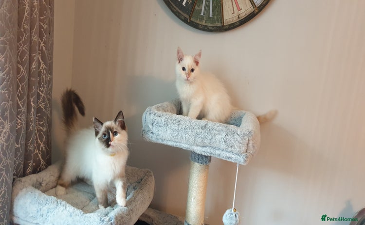 Ragdoll cats - Advert 4