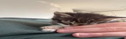 Mixed Breed cats for sale: Mixed breed beautiful little girl in Salisbury - Advert 5