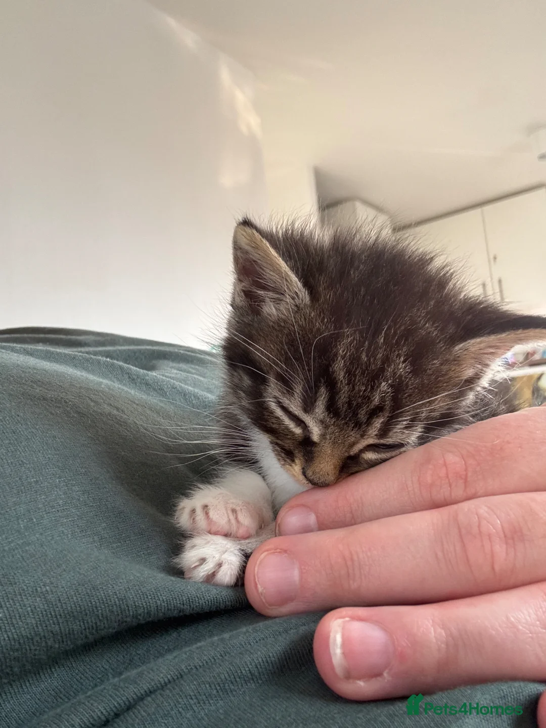 Mixed Breed cats for sale: Mixed breed beautiful little girl in Salisbury - Advert 5