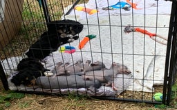 Mixed Breed dogs for sale: Chinese Crested X Cavapoo Puppies - Litter of 6 - Image 8