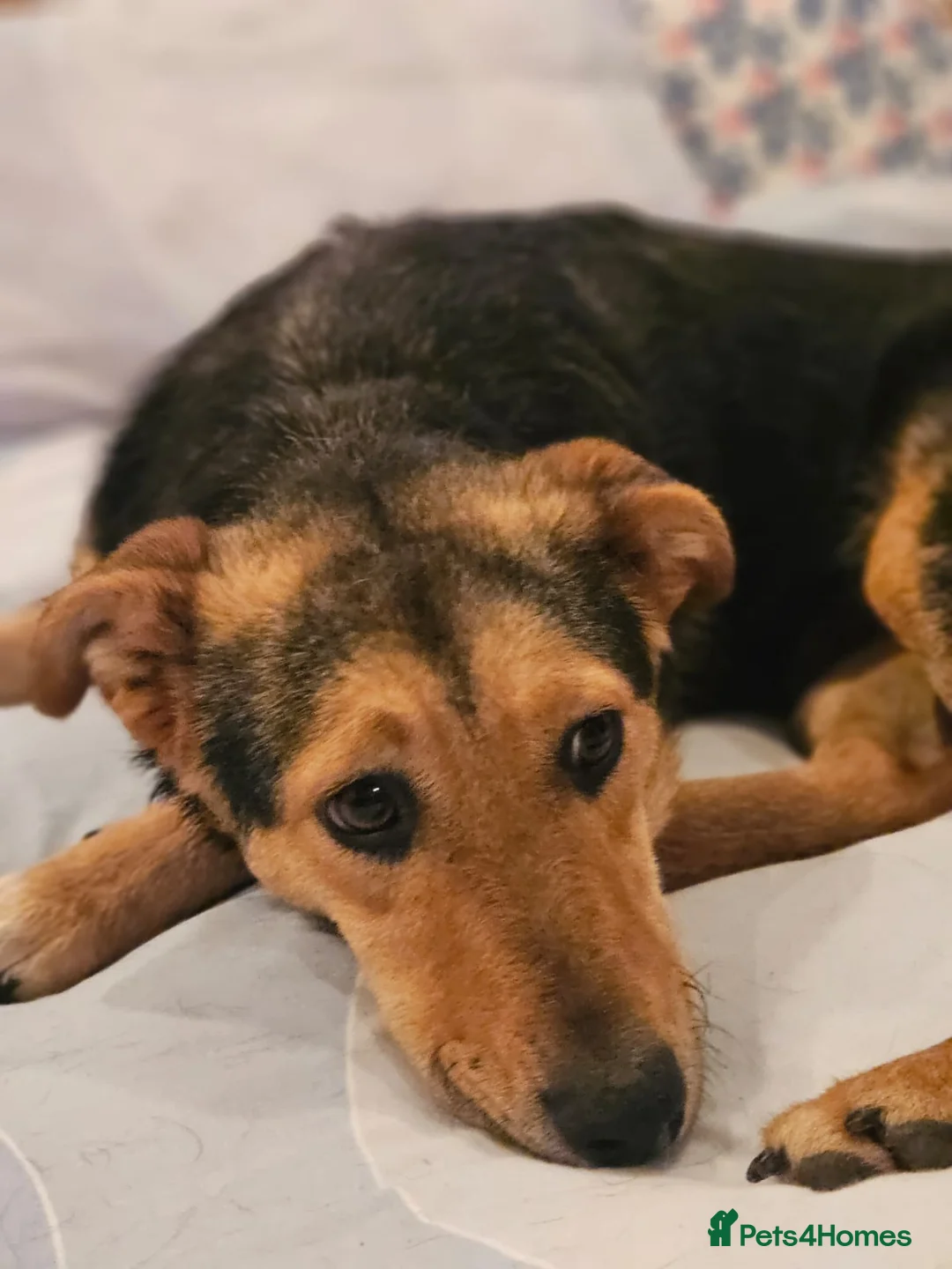 Mixed Breed dogs for adoption: 🐾 Meet Larisa - a gentle girl for a Loving Home💛 - Advert 24