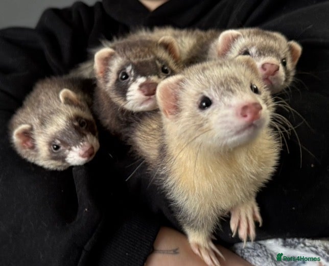 Ferret rodents 4 ferrets/polecats for sale  - Advert 1