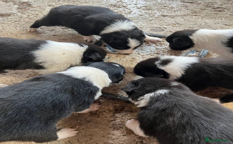 Border Collie dogs - Advert 1