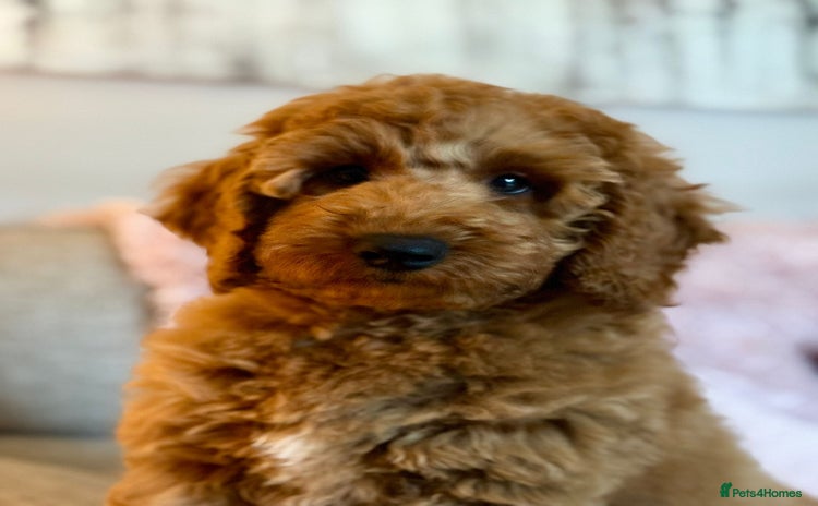 Miniature Poodle dogs - Advert 1