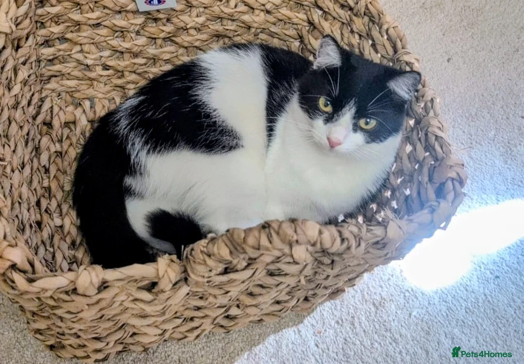 Mixed Breed cats for sale: Lovely black and white cat - Advert 4