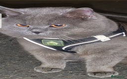 British Shorthair cats for sale: Fantastic beautiful BRITISH BLUE boy - Image 5