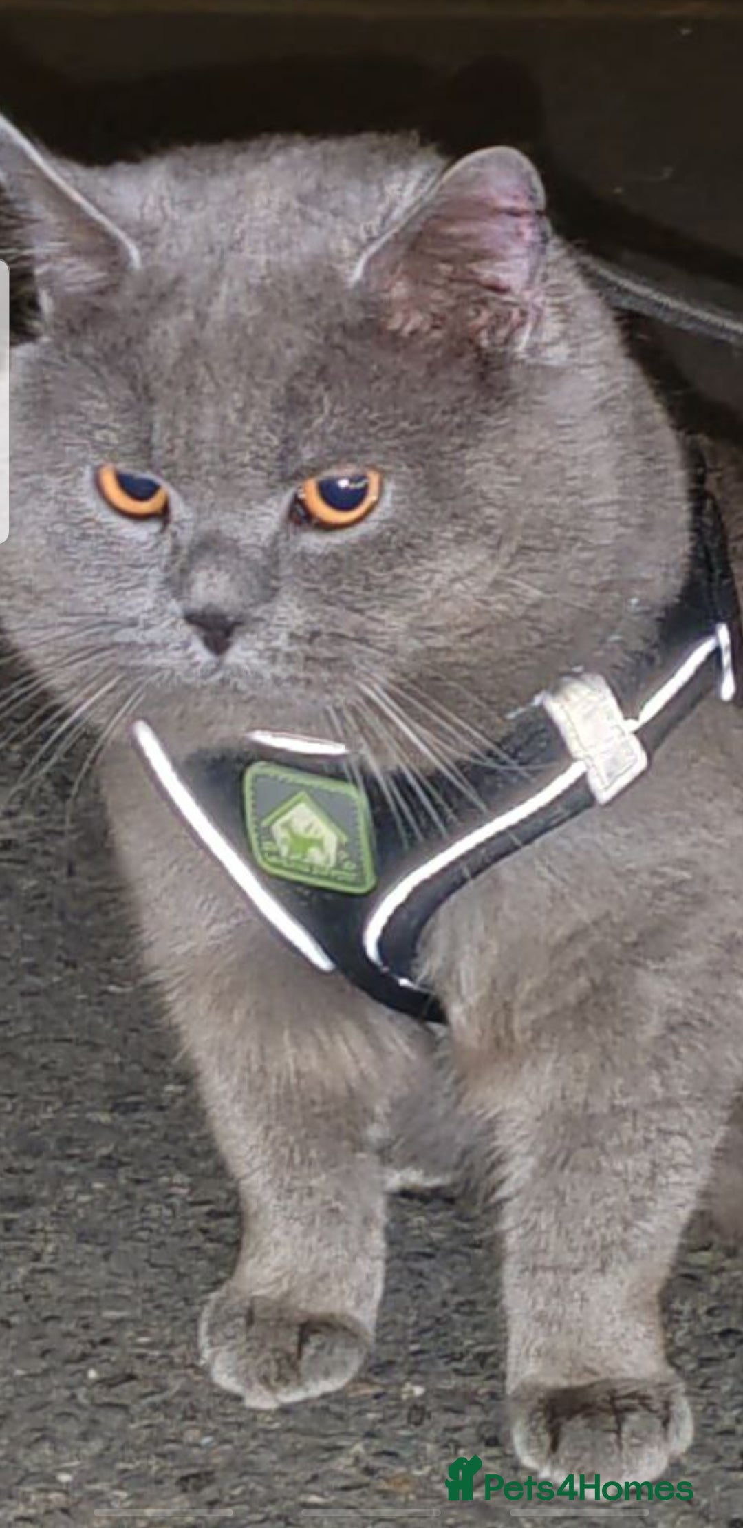 British Shorthair cats for sale: Fantastic beautiful BRITISH BLUE boy - Image 5