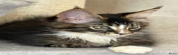 Maine Coon cats for sale: TICA Registered pedigree Maine Coon kittens - Advert 27