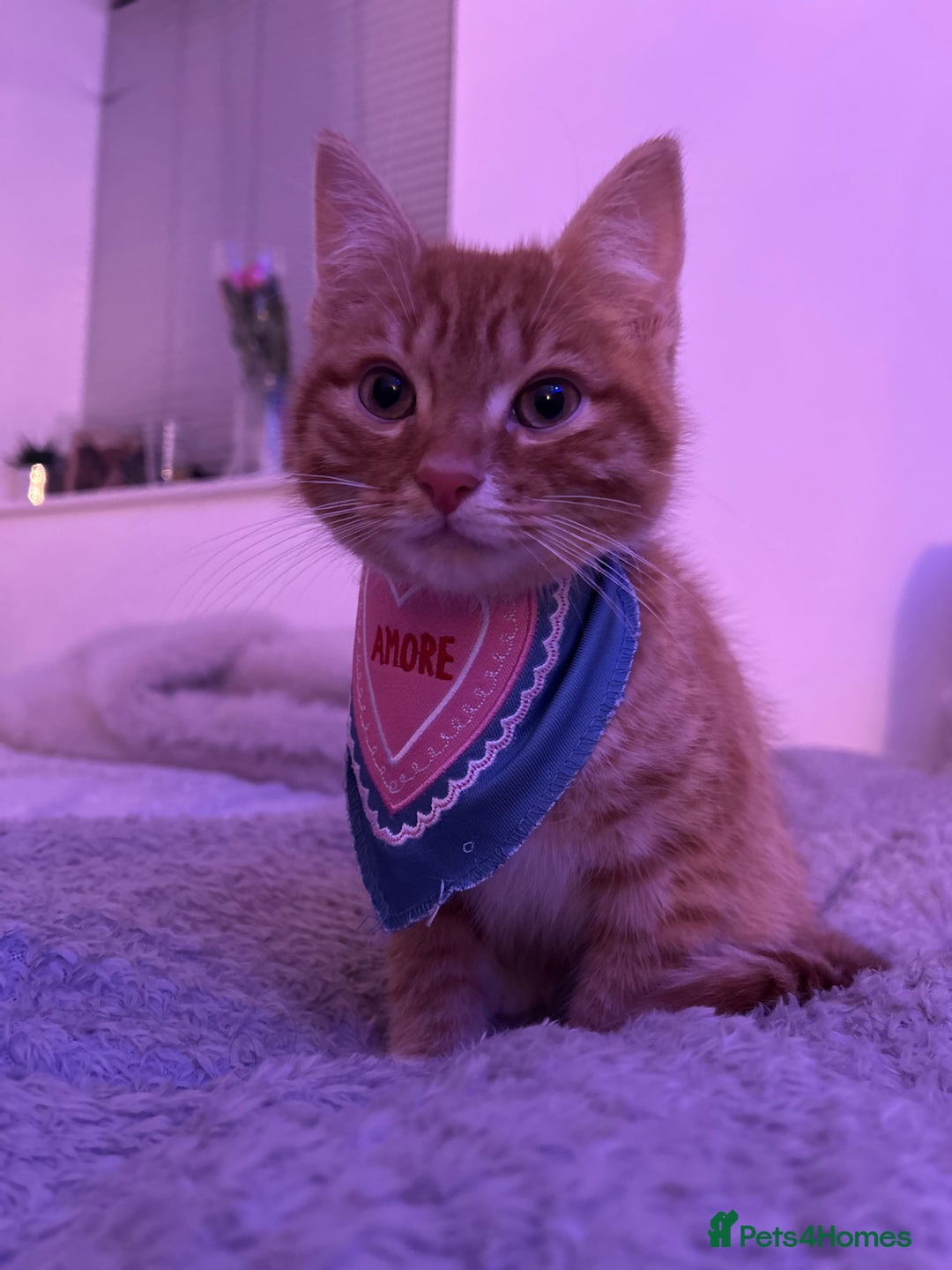 British Shorthair cats for sale: Male Cat for Sale  - Advert 6