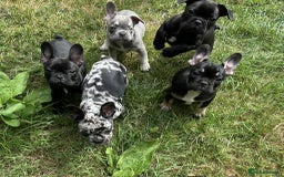 French Bulldog dogs for sale: French Bulldogs  - Image 21