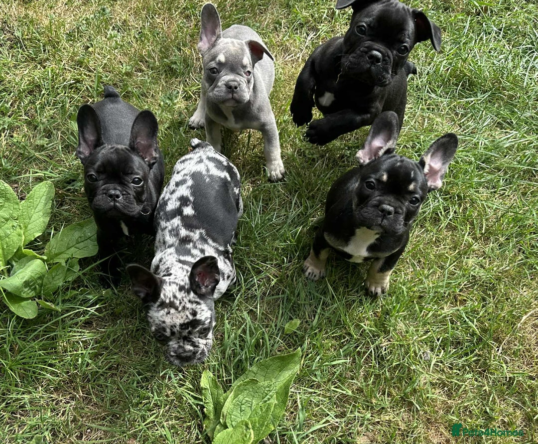 French Bulldog dogs for sale: French Bulldogs  - Image 21