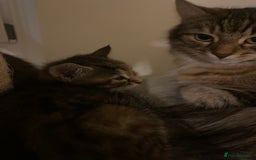 Domestic Shorthair cats for sale: 3 females looking home  - Image 3
