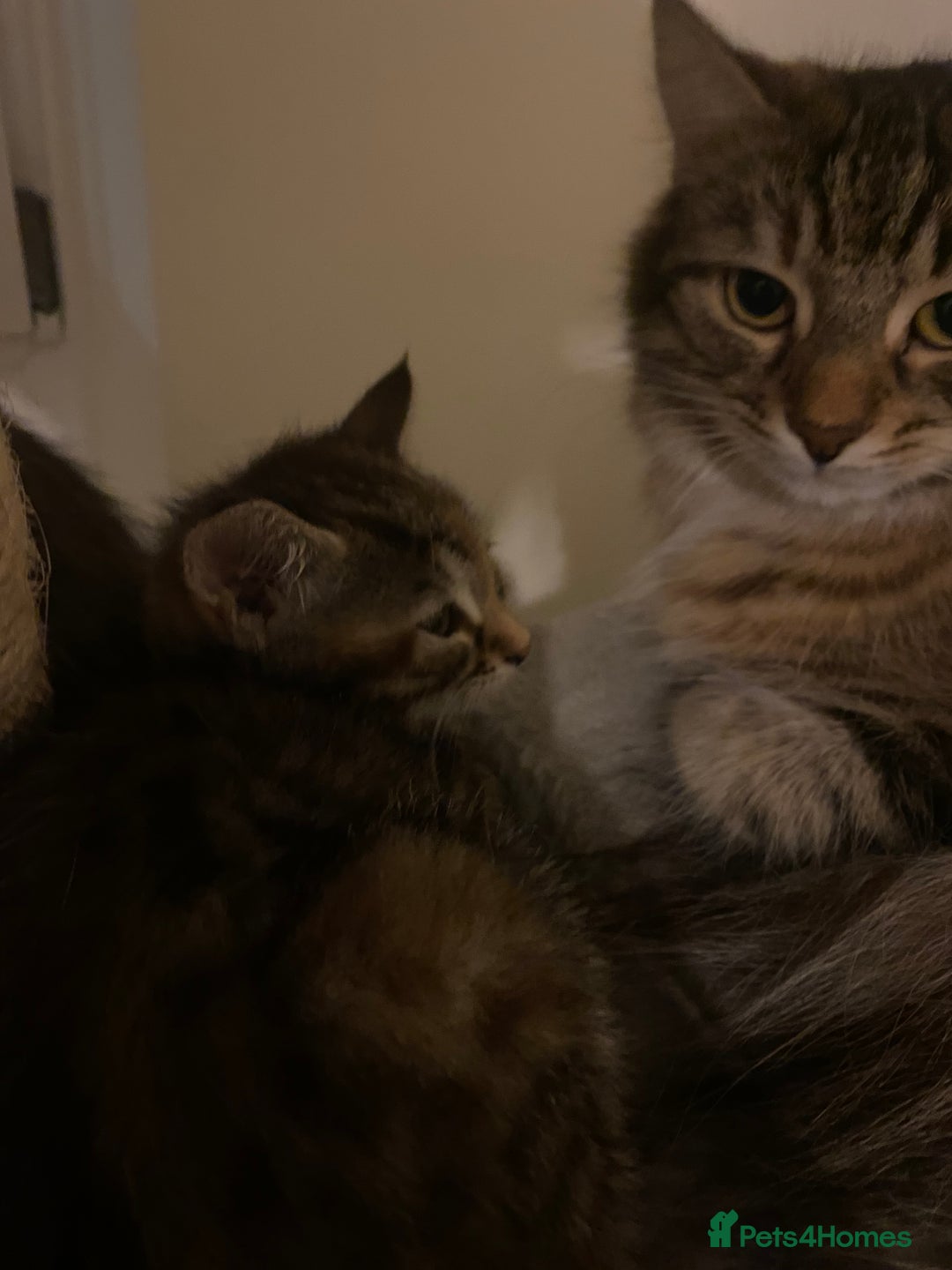 Domestic Shorthair cats for sale: 3 females looking home  - Image 3