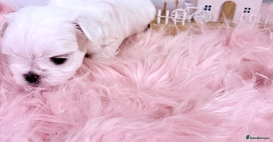 Maltese dogs 🌟🌟Full Korean Baby pups🌟🌟 - Advert 4