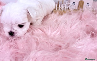 Maltese dogs 🌟🌟Full Korean Baby pups🌟🌟 - Advert 4