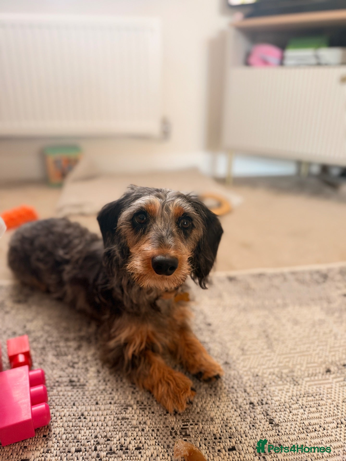 Dachshund dogs Wired haired dachshund  - Advert 1
