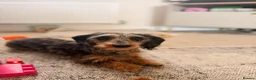 Dachshund dogs for sale: Wired haired dachshund  in Stoke-on-Trent - Advert 1