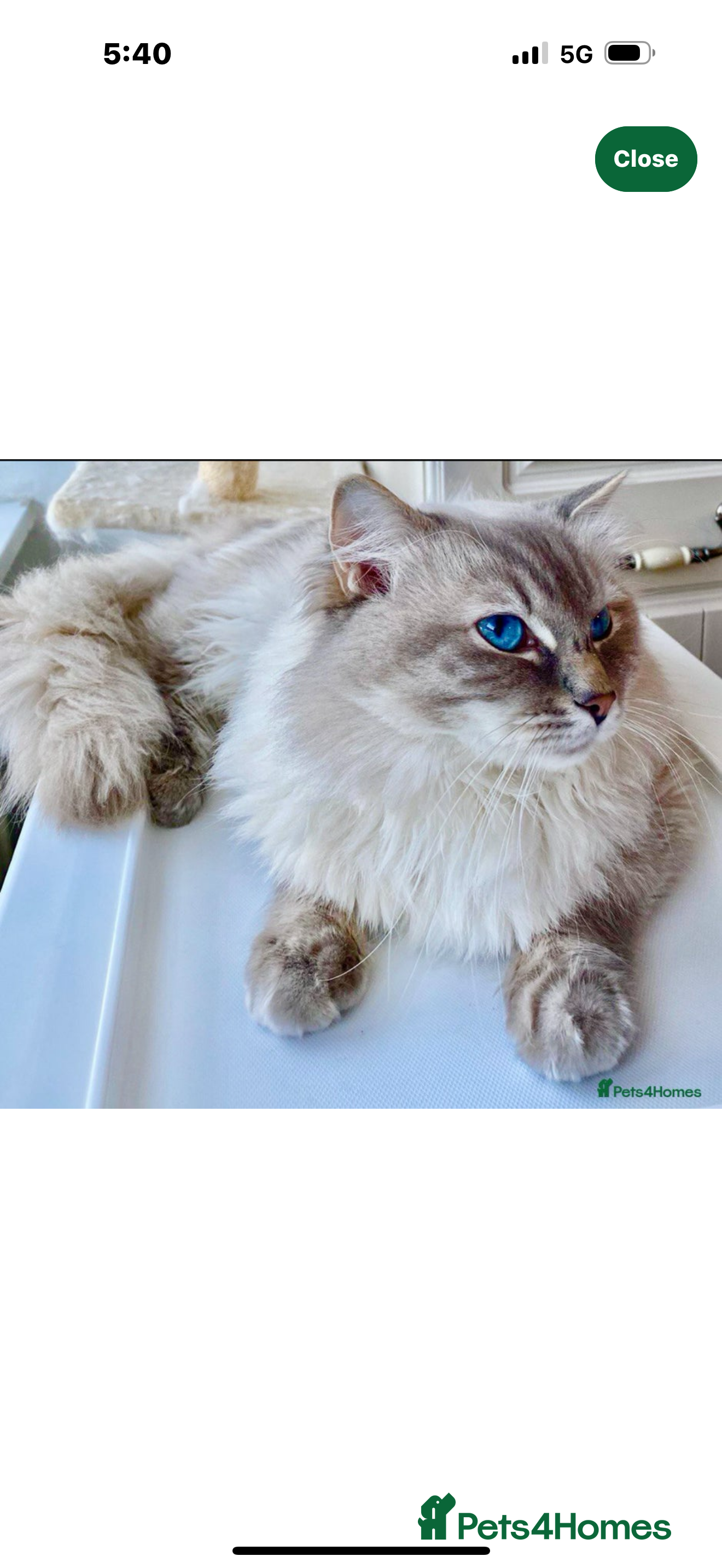 Ragdoll cats Yang Hansem Boy snowy available for Stud - Advert 7
