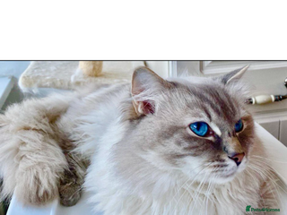 Ragdoll cats Yang Hansem Boy snowy looking for a Sweet girl - Advert 1