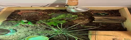 Hermann Tortoise reptiles for sale: Miniature Hermanns Tortoise - Advert 2