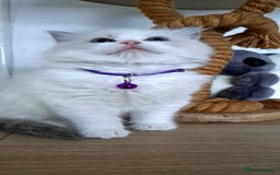 Ragdoll cats for sale: Pure Breed GCCF REG beautiful kittens - Advert 5