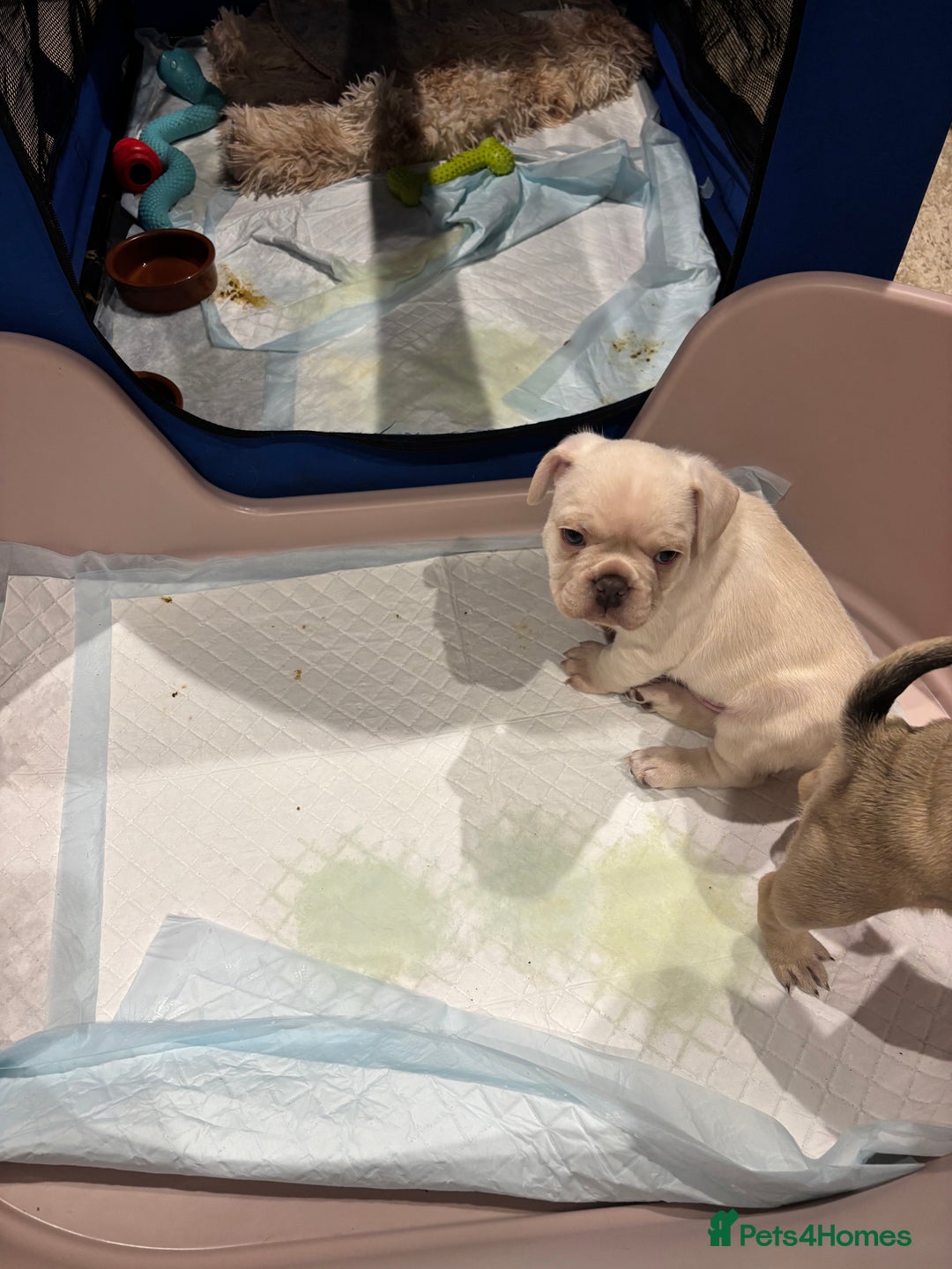 Frug dogs for sale: Frug cross Pug baby boy  - Advert 5