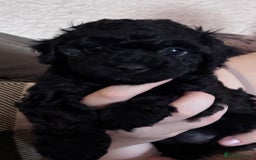 Yorkiepoo dogs for sale: Beautiful yorkipoo puppies - Image 37