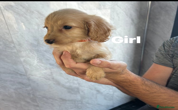 Cockapoo dogs - Advert 5