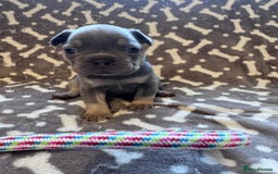 French Bulldog dogs for sale: Adorable French bulldog puppies!!🐶  - Image 6
