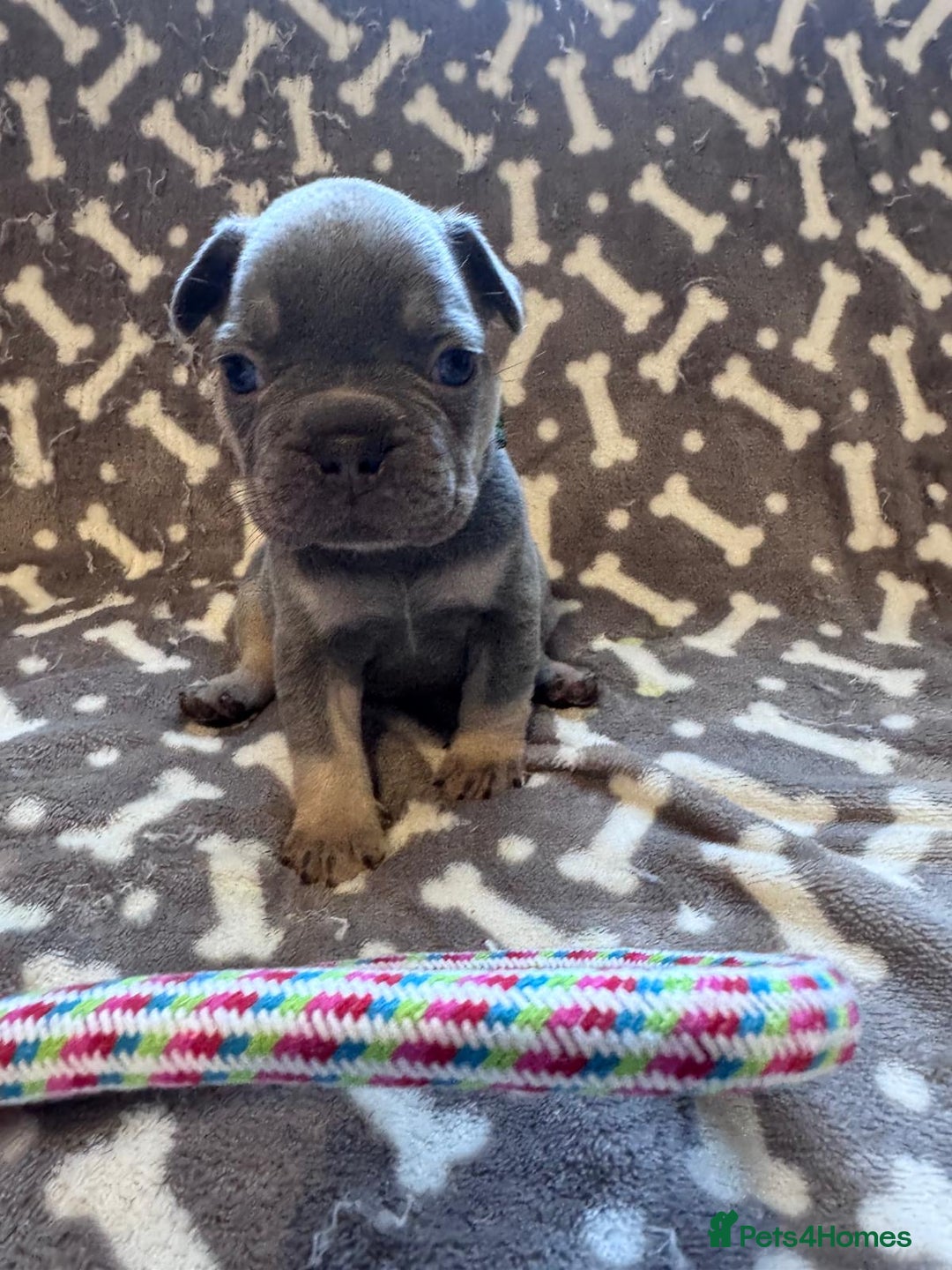 French Bulldog dogs for sale: Adorable French bulldog puppies!!🐶  - Image 6
