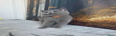 British Shorthair 4 orange🟠