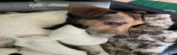 Jack Russell dogs for sale: 1 Female Jack Russell Puppy - Advert 5