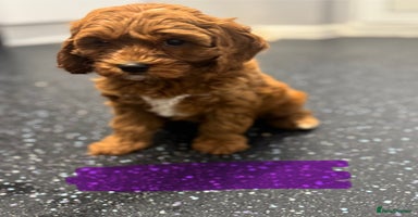 Cavapoo dogs - Advert 5