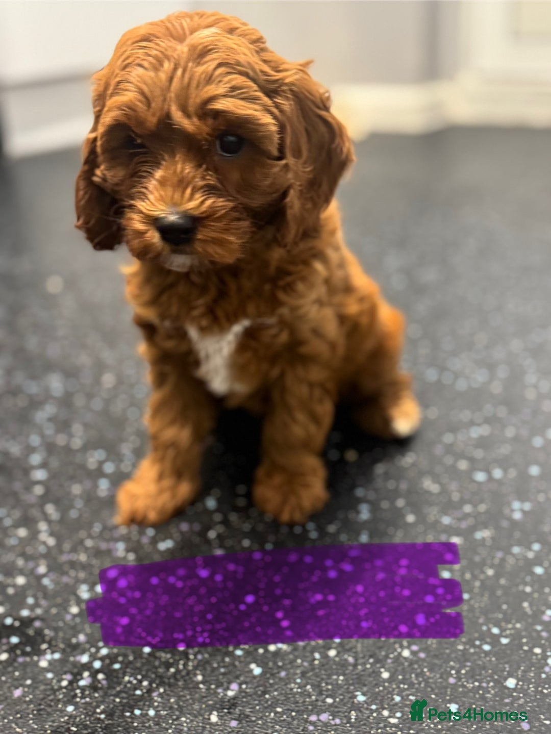 Cavapoo dogs for sale: Red F1B Cavapoos available one boy one gorl - Image 2