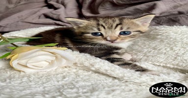 Mixed Breed cats - Advert 11