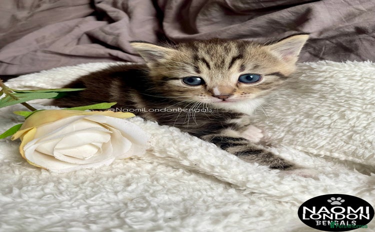 Bengal cats - Advert 5
