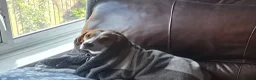 Beagle dogs for sale: Pure Breed Beagle named Donut (1 year old) in Hull - Advert 6