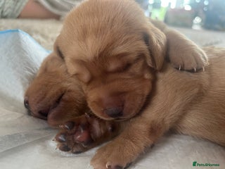 Labrador Retriever dogs 🌟 5 Star KC Registered FOX RED & YELLOW Labradors - Advert 15