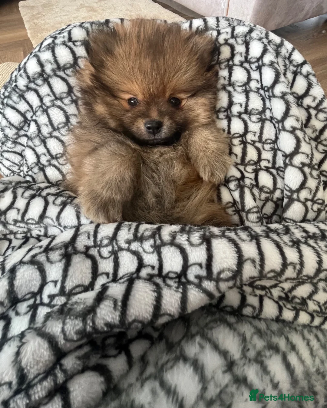 Pomeranian dogs for sale: Pomeranian puppy - Advert 18