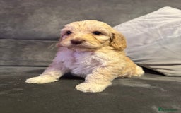 Cockapoo dogs for sale: Apricot Cockapoo Puppies  - Image 9
