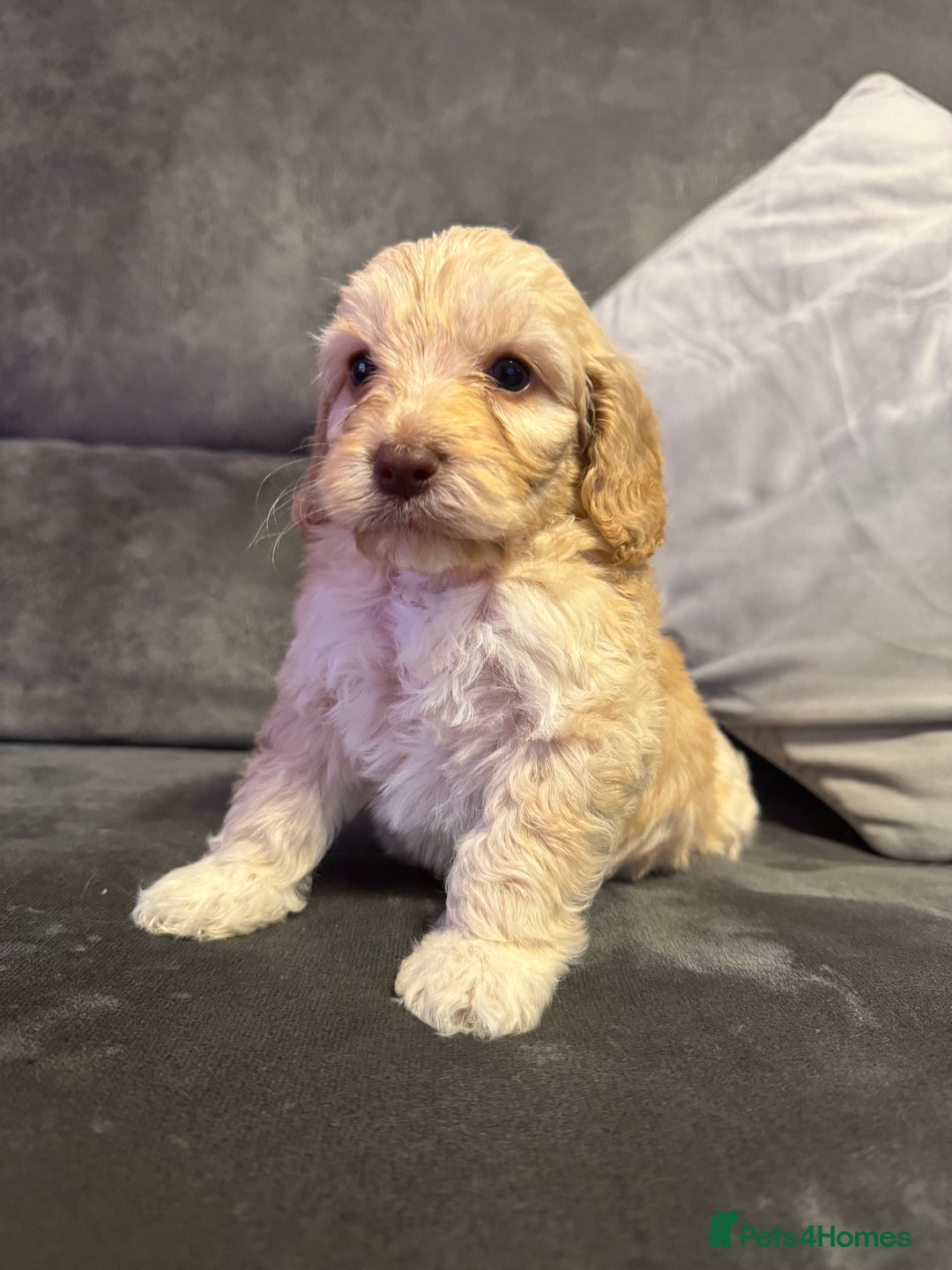 Cockapoo dogs for sale: Apricot Cockapoo Puppies  - Image 9