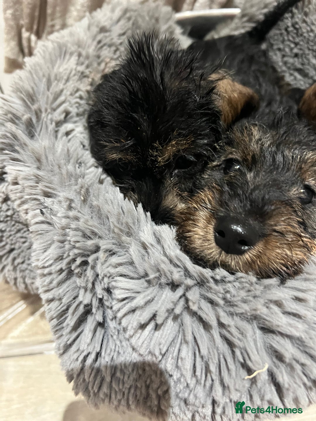 Dachshund dogs for sale: Miniature soft haired dachshunds - Advert 6