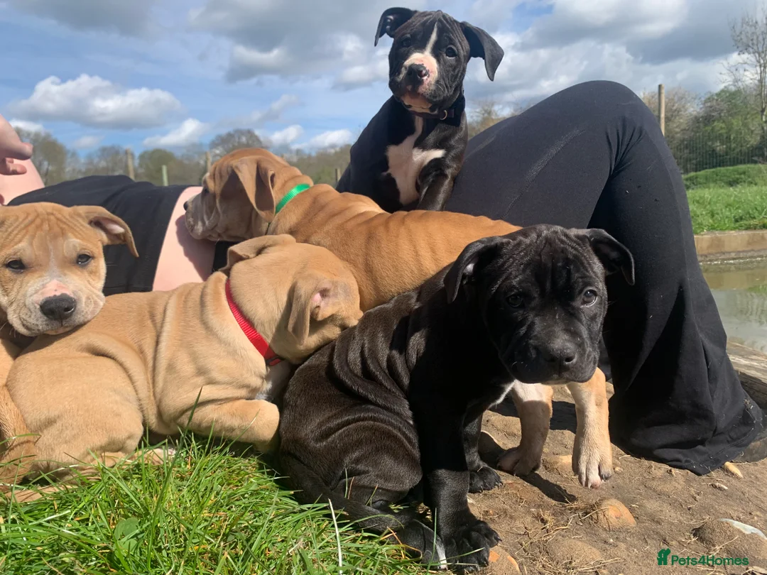Mixed Breed dogs for sale:  Staffy mastiff x bulldog bully puppies 2 left - Advert 1