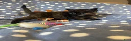 Mixed Breed cats for sale: British Shorthair Cross Kittens for Sale 🐾 - Advert 23