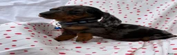 Miniature Dachshund dogs for sale: Miniature dachshund boys - Advert 3