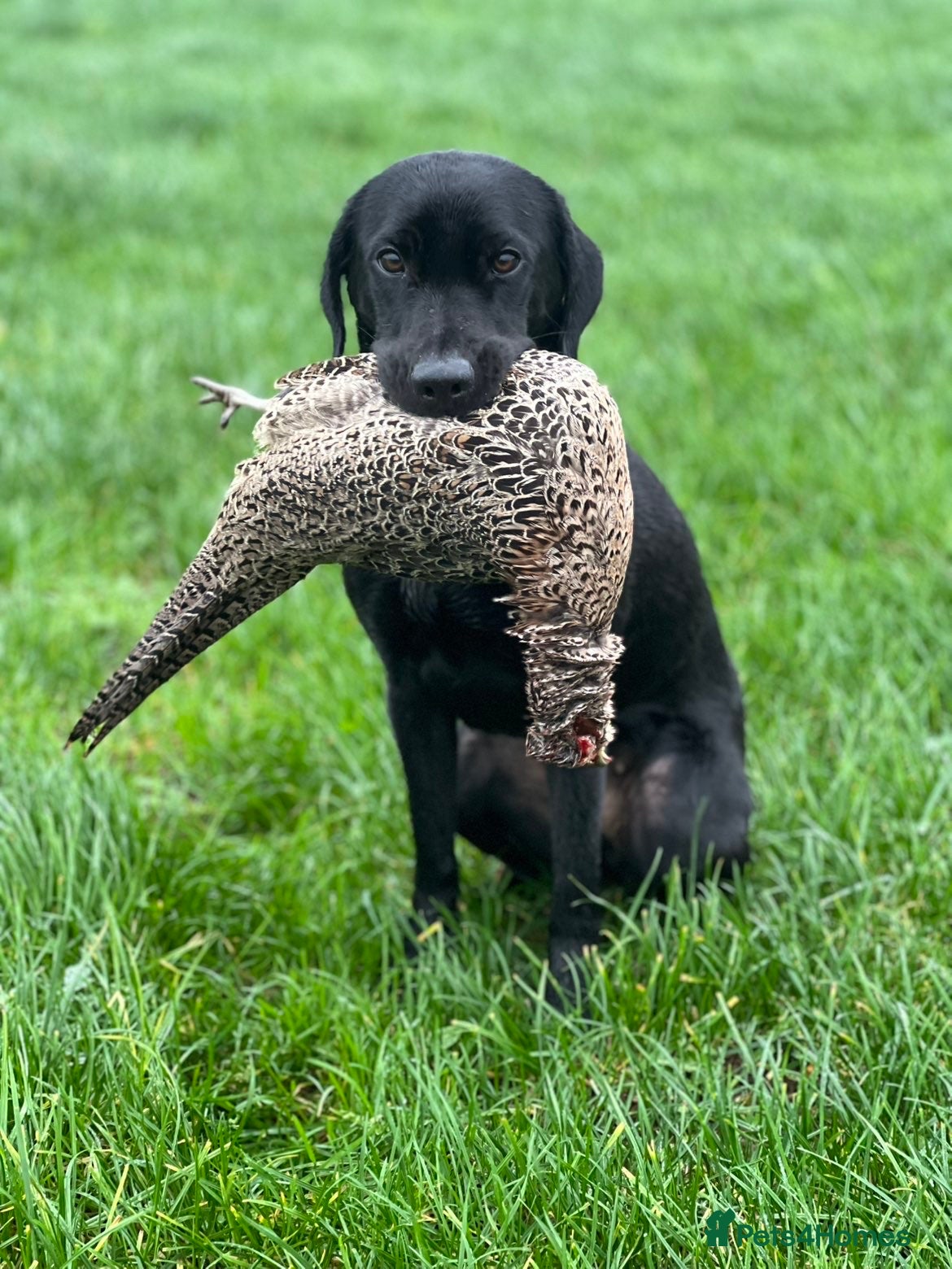 Labrador Retriever dogs 2 Stunning lab pup for sale  - Advert 1
