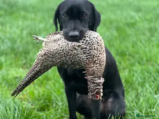 Labrador Retriever dogs 2 Stunning lab pup for sale - Advert 1