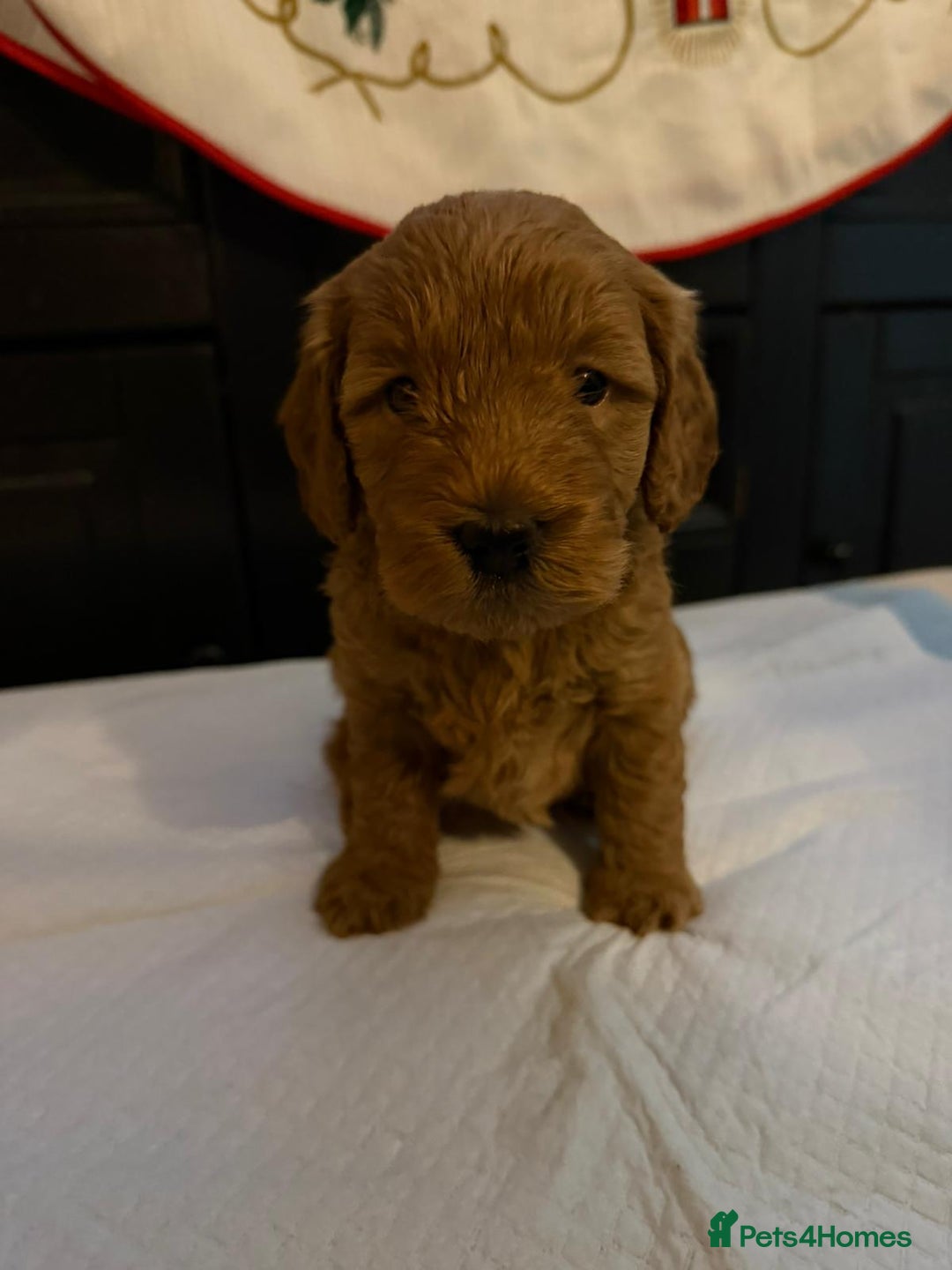 Cockapoo dogs for sale: F1b Cockapoo Puppies – Ready 16th January ✨ - Advert 5